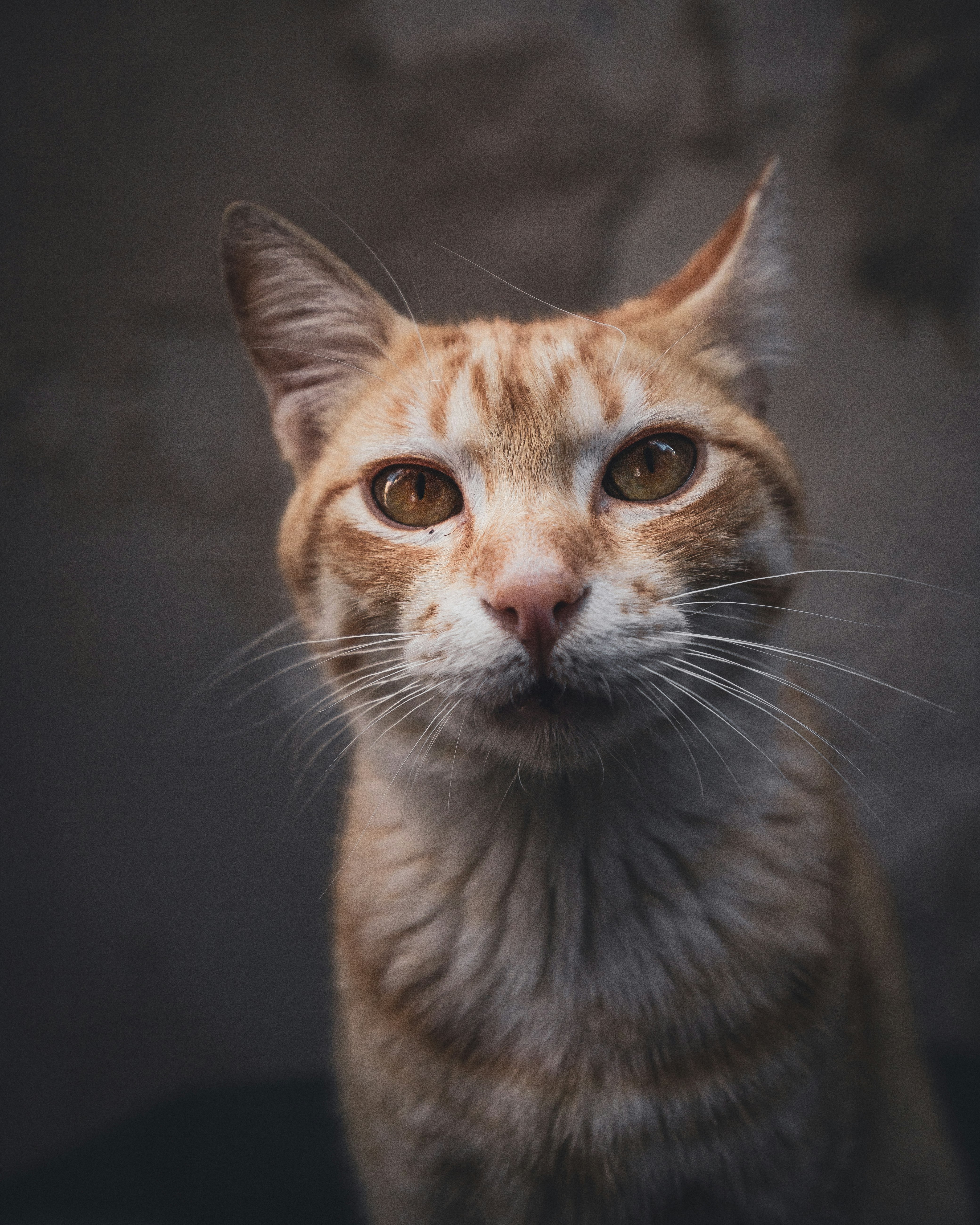 orange tabby cat in black background